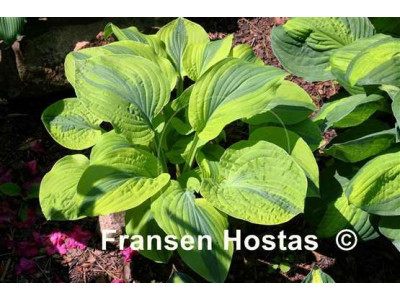 Hosta 